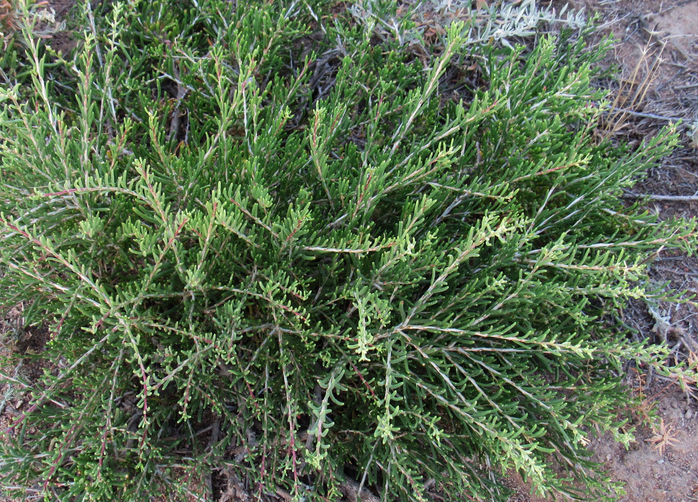 Image of Salsola arbusculiformis specimen.