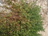 Mesembryanthemum nodiflorum. Часть цветущего растения. Греция, Эгейское море, о. Парос, пос. Дриос, песчаниковые глыбы на пляже. 01.05.2019.