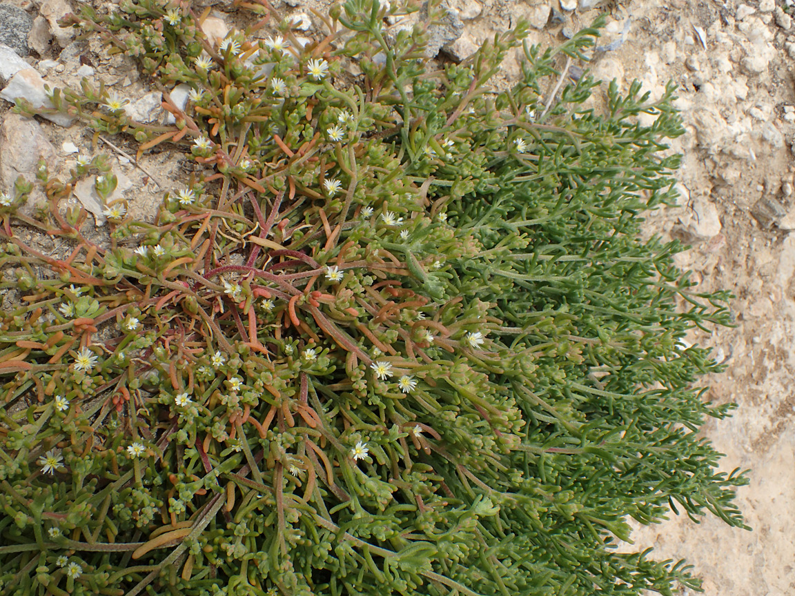 Image of Mesembryanthemum nodiflorum specimen.