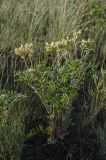 Oxytropis pilosa