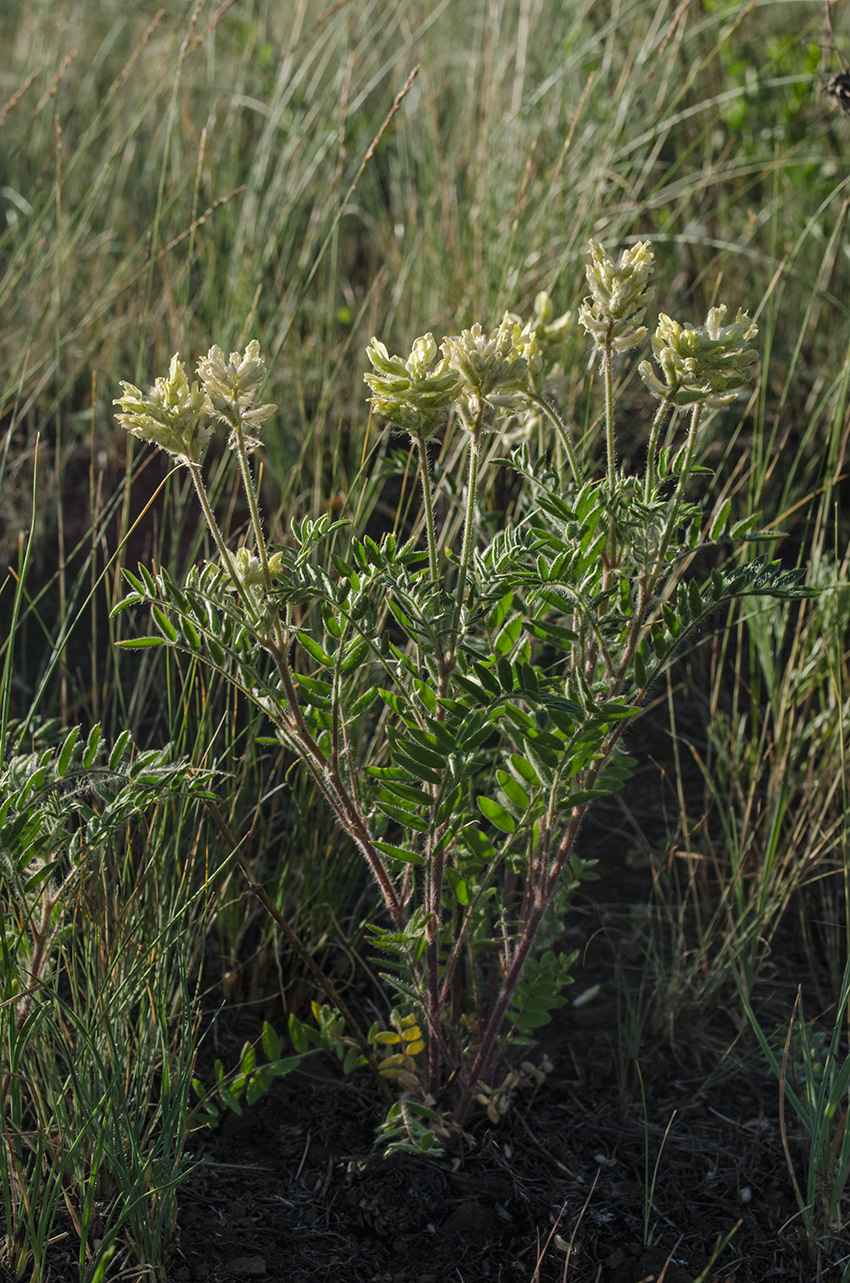 Изображение особи Oxytropis pilosa.