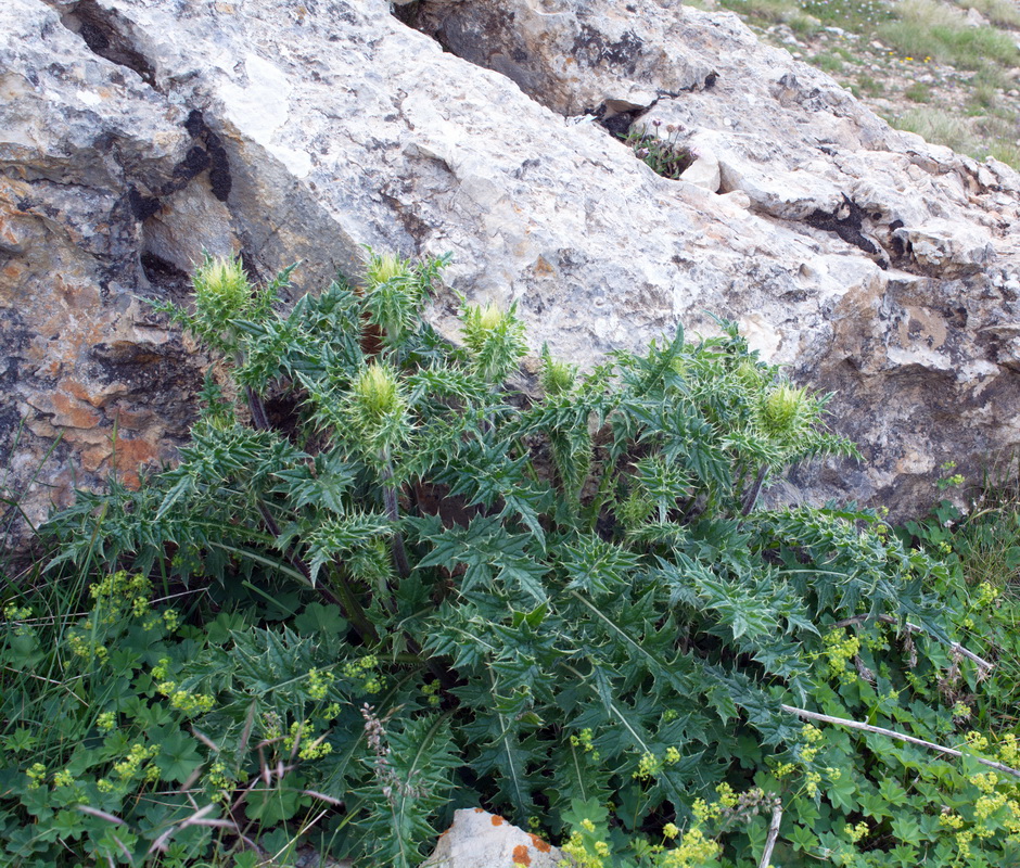 Изображение особи род Cirsium.