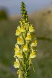 Linaria ruthenica. Соцветие. Башкортостан, окр. г. Стерлитамак, влажный сенокосный луг. 05.08.2019.