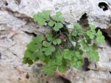 Смотреть изображение Asplenium ruta-muraria