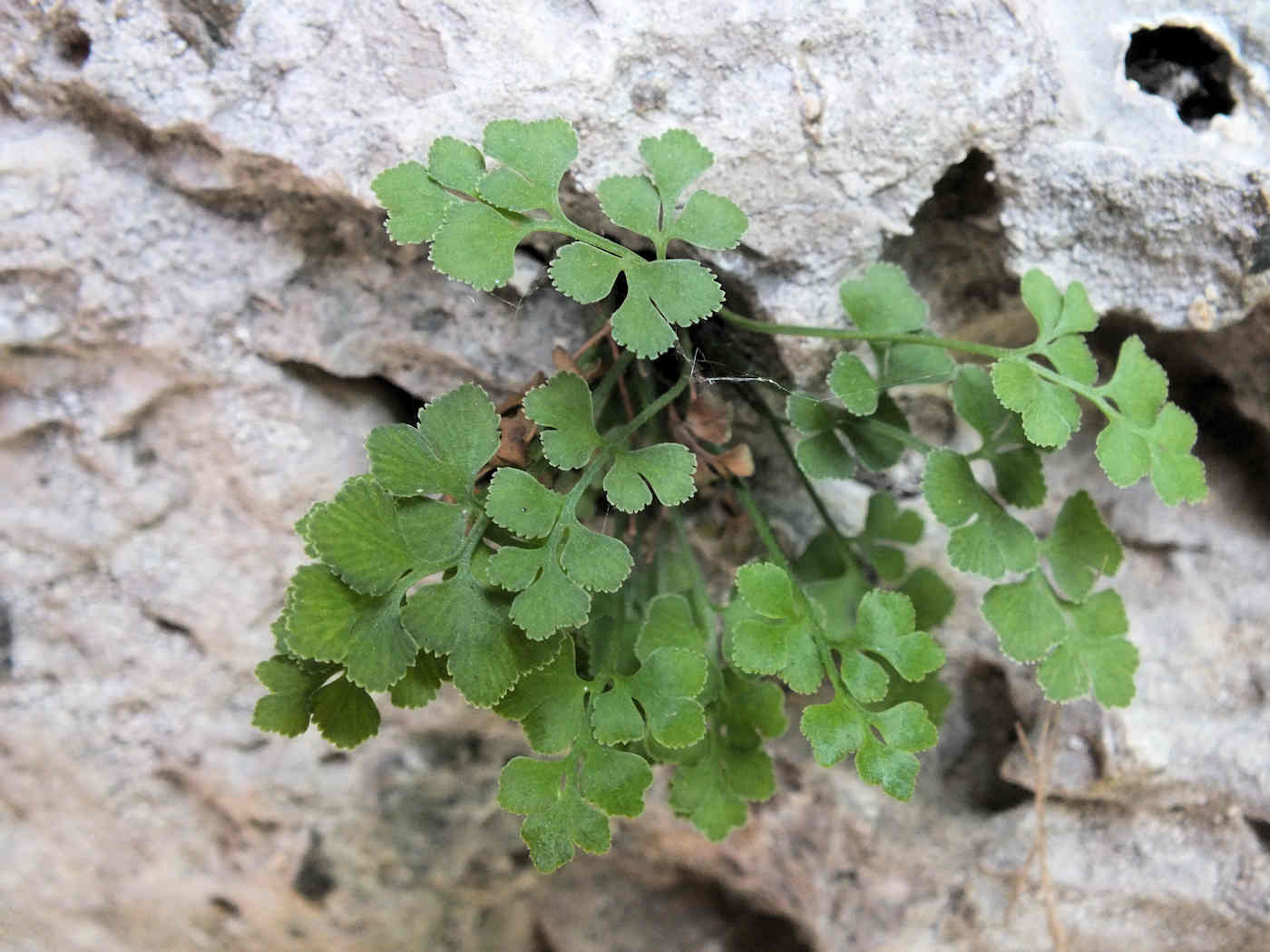 Изображение особи Asplenium ruta-muraria.