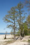 Alnus glutinosa. Взрослые деревья с распускающейся листвой. Ленинградская обл., Кингисеппский р-н, окр. дер. Урмизно близ охоторыболовной базы \"Динамо\", мыс Дубовский, берег Финского залива, песчаный пляж. 18.05.2019.