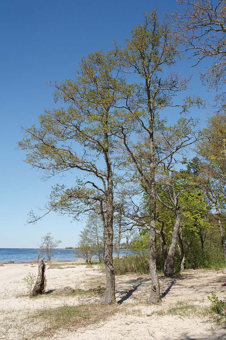 Изображение особи Alnus glutinosa.