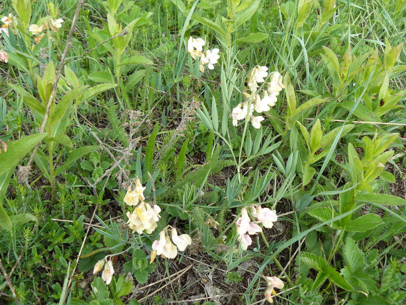 Image of Lathyrus lacaitae specimen.