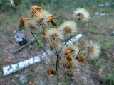 род Hieracium