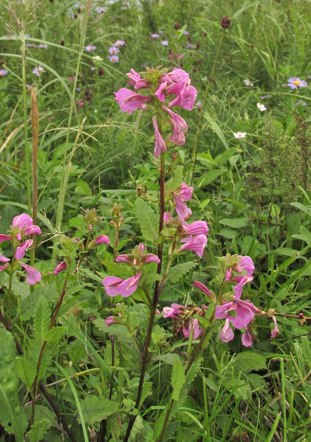 Изображение особи Pedicularis resupinata.