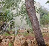 Euphorbia stenoclada. Верхняя часть ствола с развивающейся веткой. Израиль, Шарон, г. Тель-Авив, ботанический сад университета. 30.10.2017.