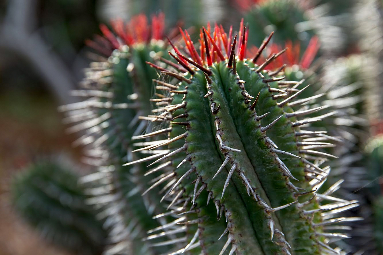 Изображение особи Euphorbia horrida.