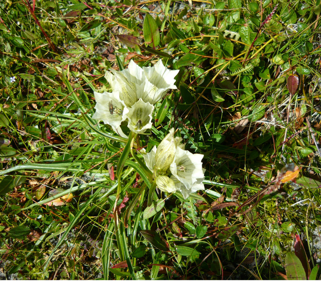 Изображение особи Gentiana algida.