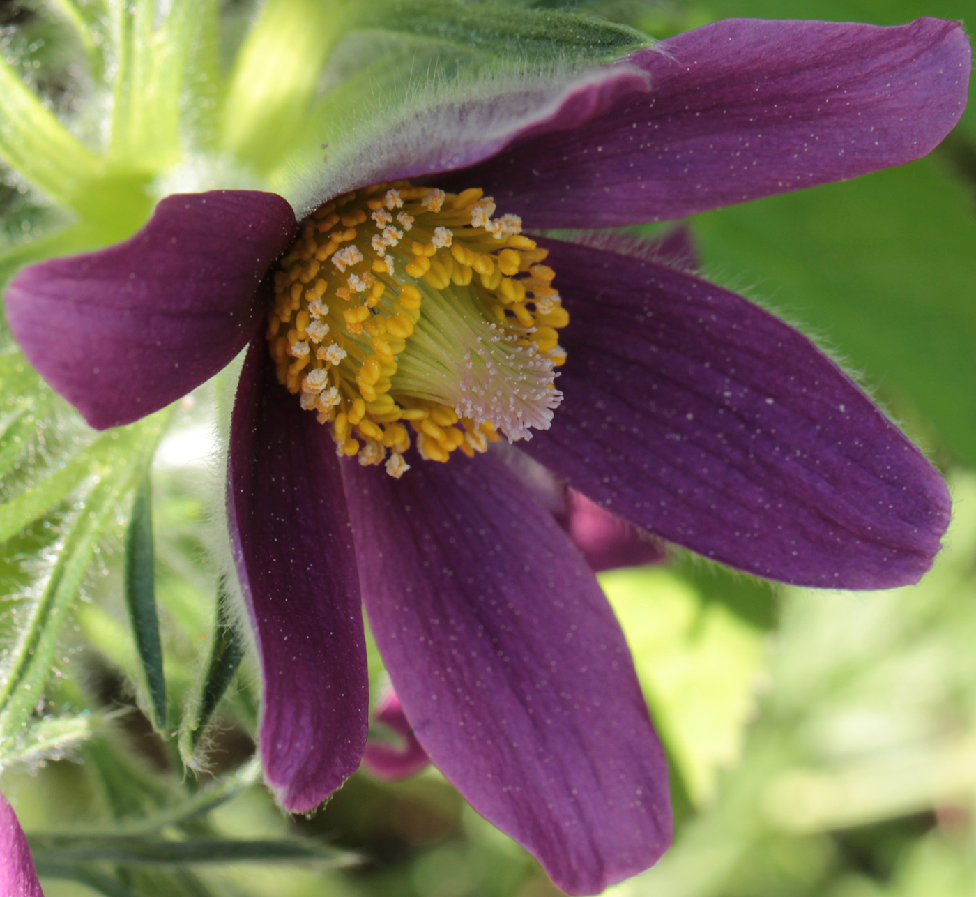 Изображение особи Pulsatilla vulgaris.