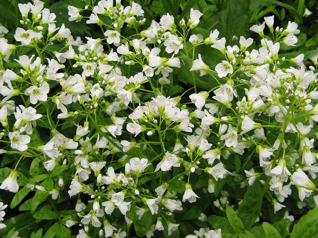 Image of Cardamine amara specimen.