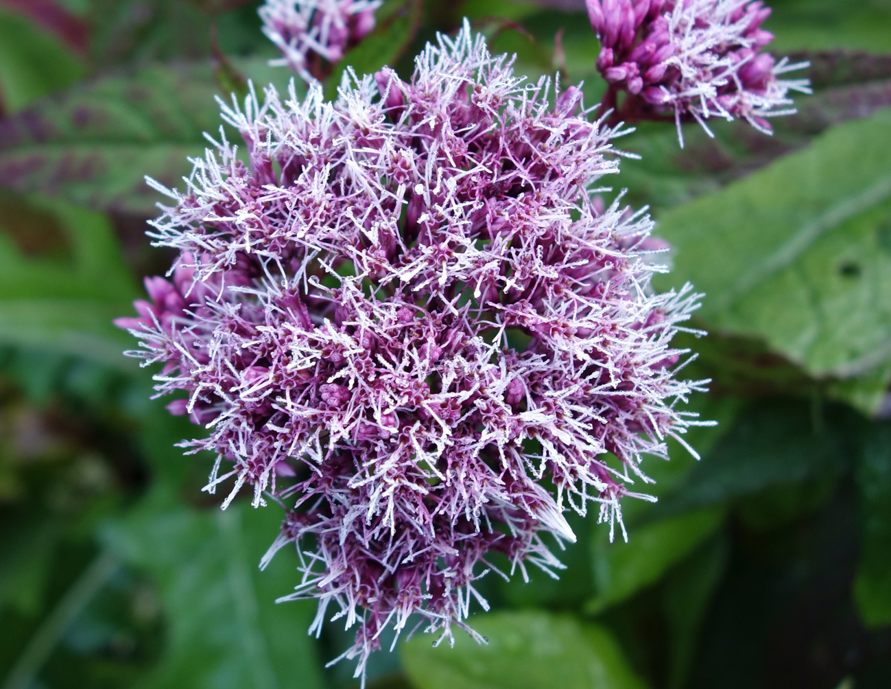 Изображение особи Eupatorium glehnii.