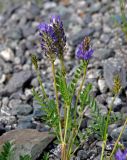 Astragalus adsurgens