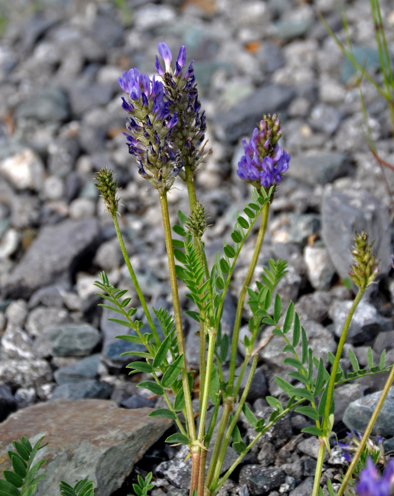 Image of Astragalus adsurgens specimen.