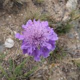 Scabiosa comosa