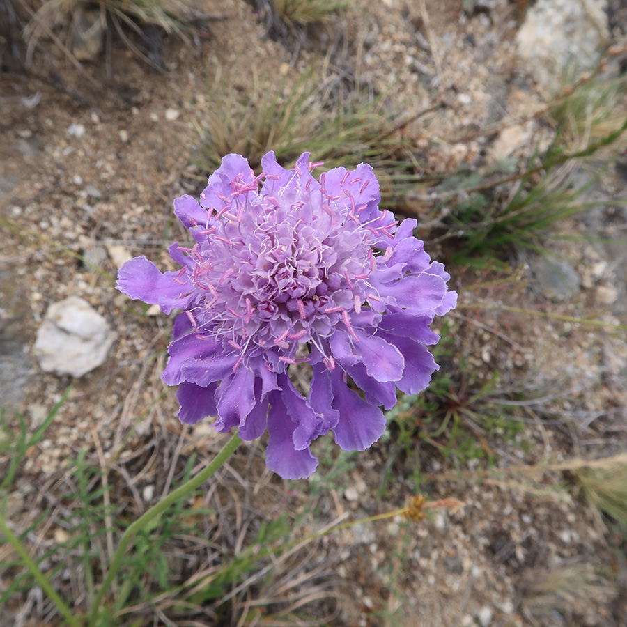 Изображение особи Scabiosa comosa.