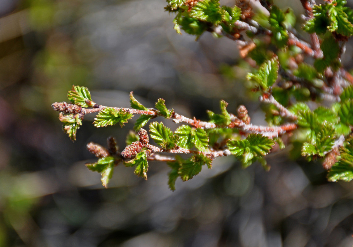 Image of Betula fruticosa specimen.