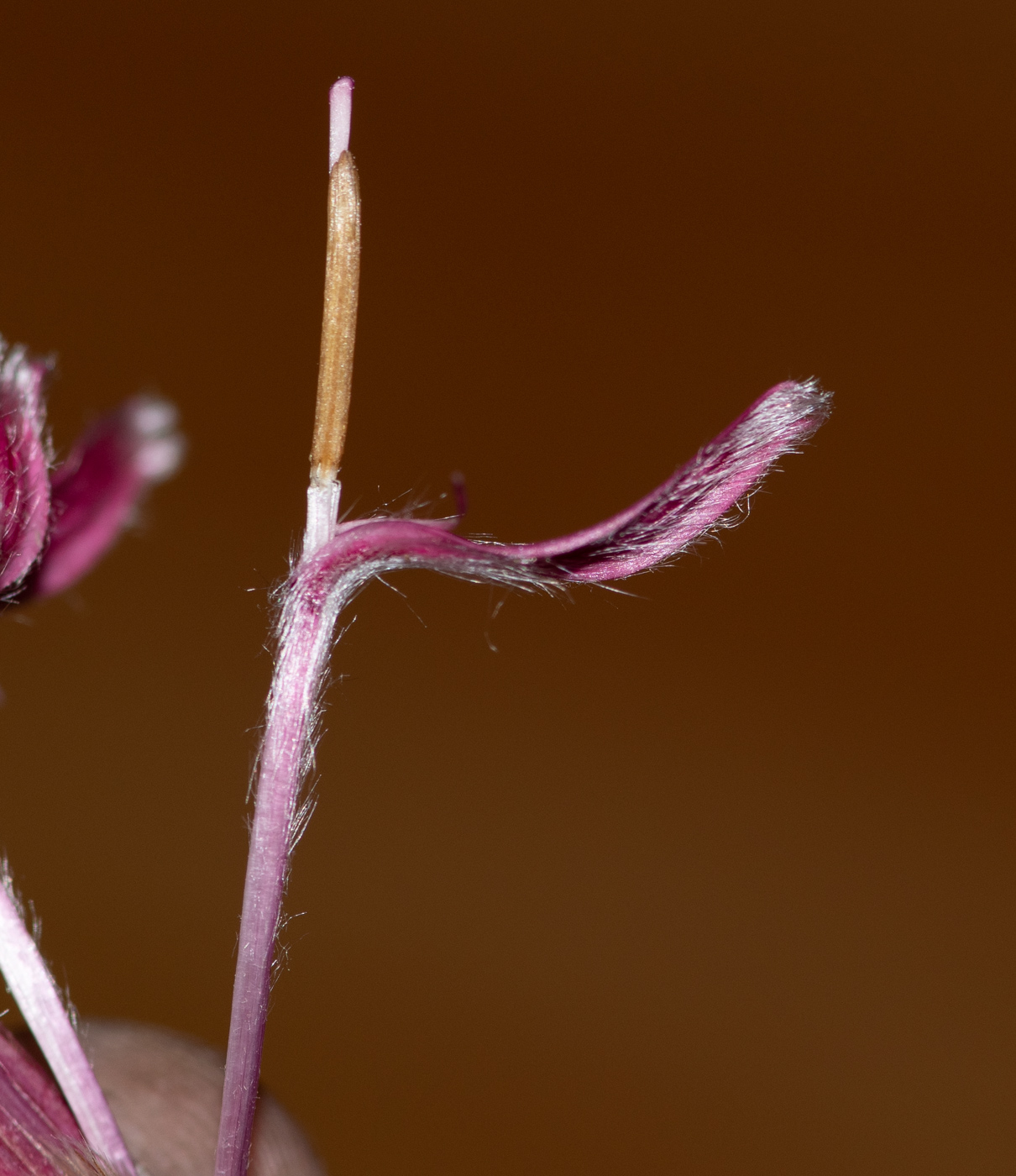 Image of Barnadesia dombeyana specimen.