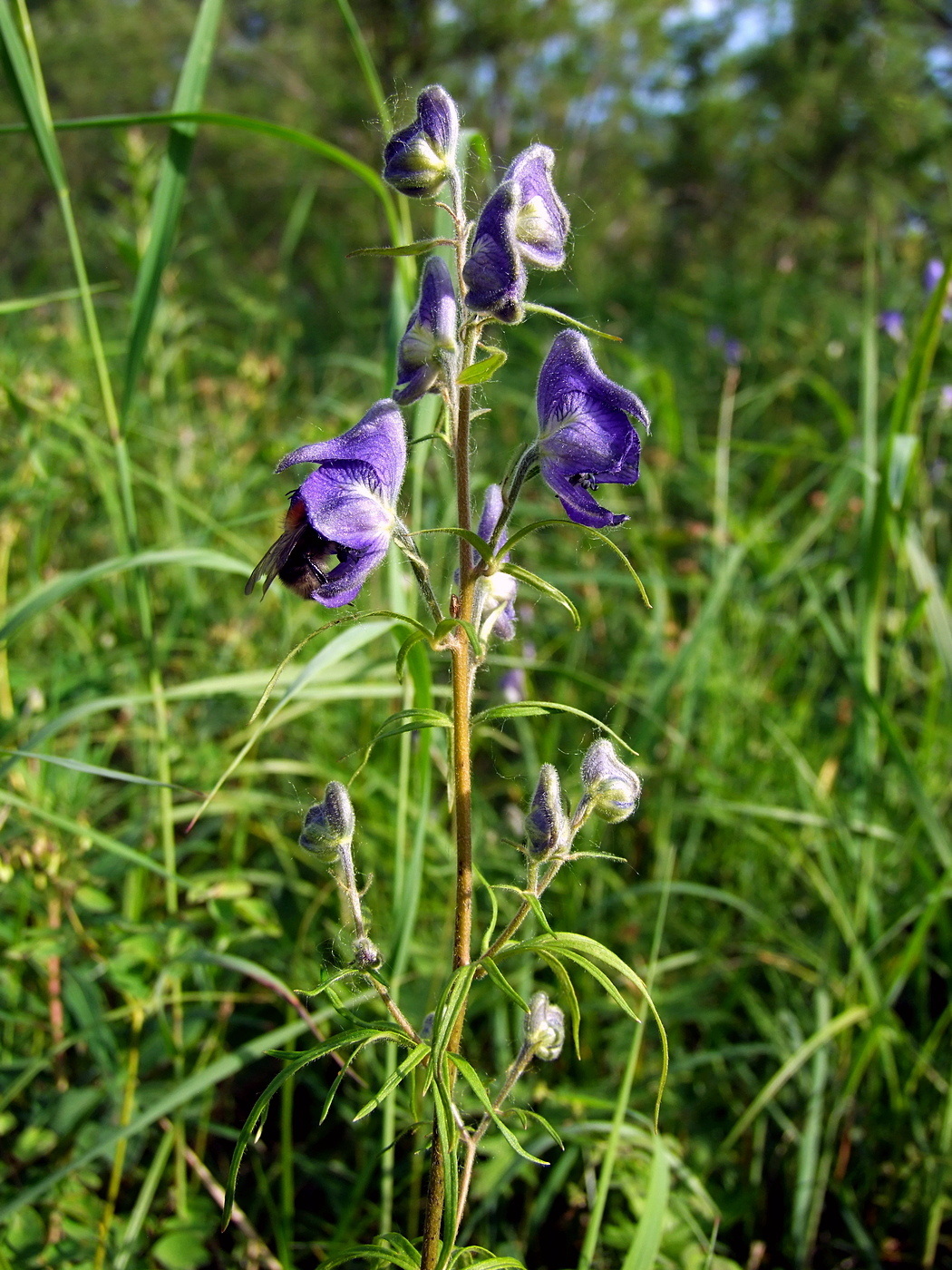 Изображение особи Aconitum delphiniifolium.