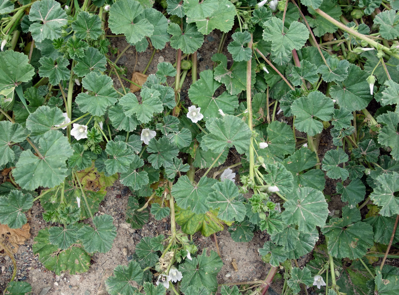 Изображение особи Malva neglecta.