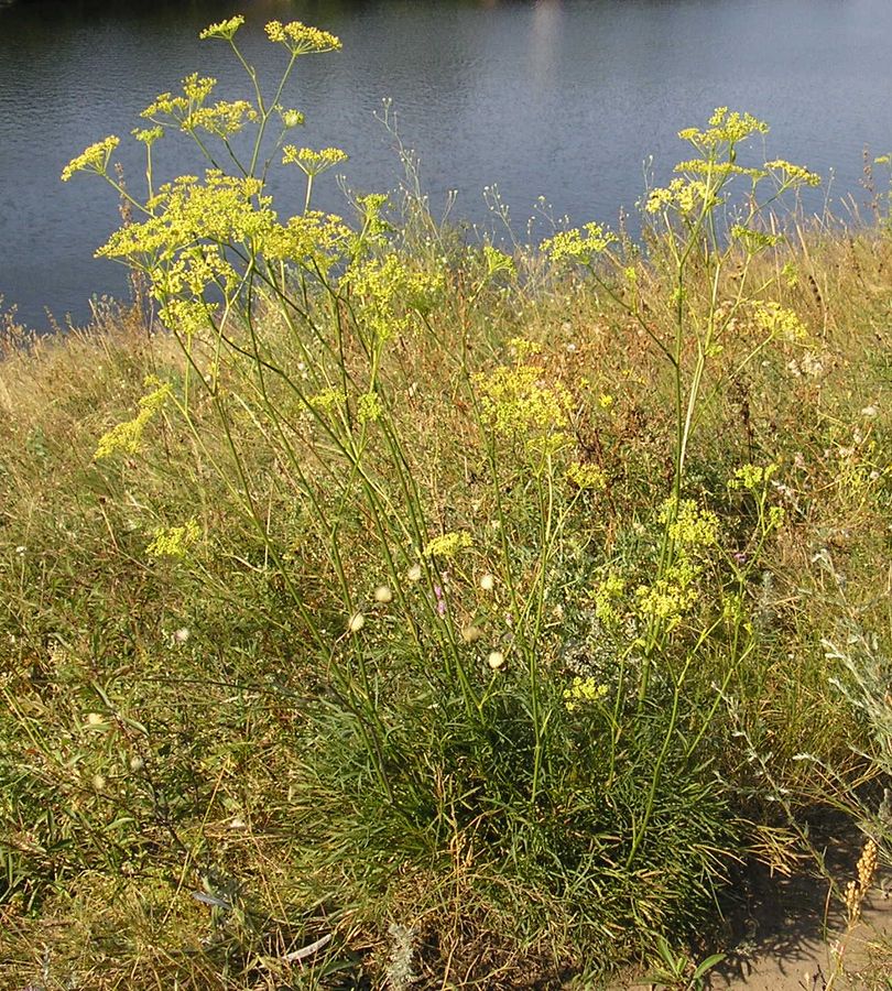 Изображение особи Peucedanum ruthenicum.