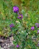 Astragalus onobrychis. Верхушки побегов с соцветиями. Воронежская обл., Лискинский р-н, музей-заповедник \"Дивногорье\", разнотравная степь. 01.06.2019.