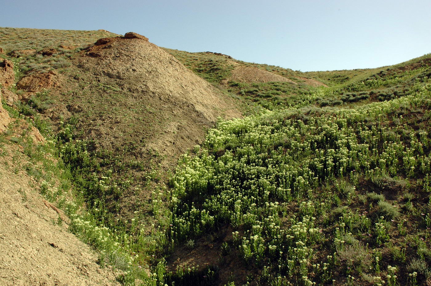 Image of Cardaria draba specimen.