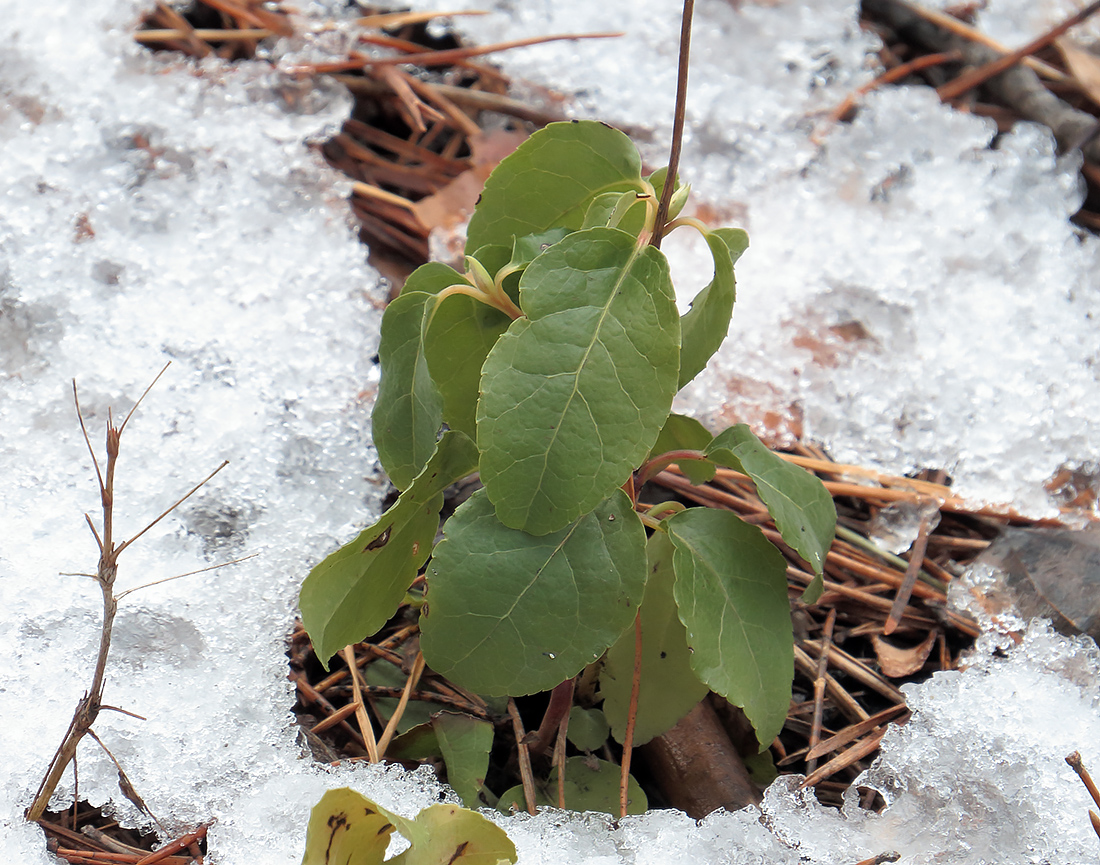 Image of Orthilia secunda specimen.