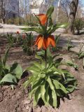 Fritillaria imperialis