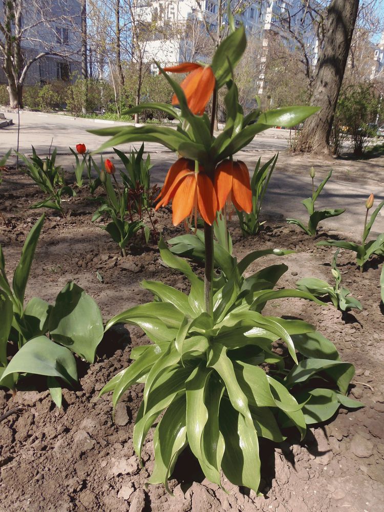 Изображение особи Fritillaria imperialis.