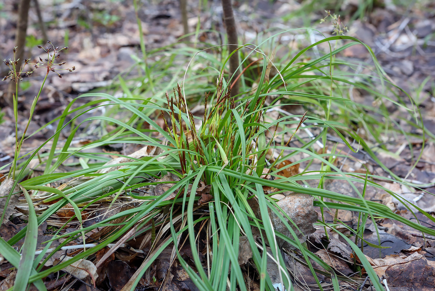 Изображение особи Carex digitata.