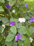 Brunfelsia pauciflora. Часть веточки с цветками. Перу, г. Лима, ботанический сад Национального Аграрного университета. 07.10.2019.