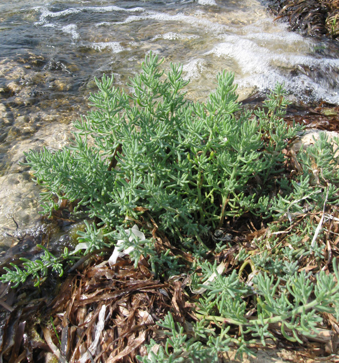 Image of Suaeda prostrata specimen.