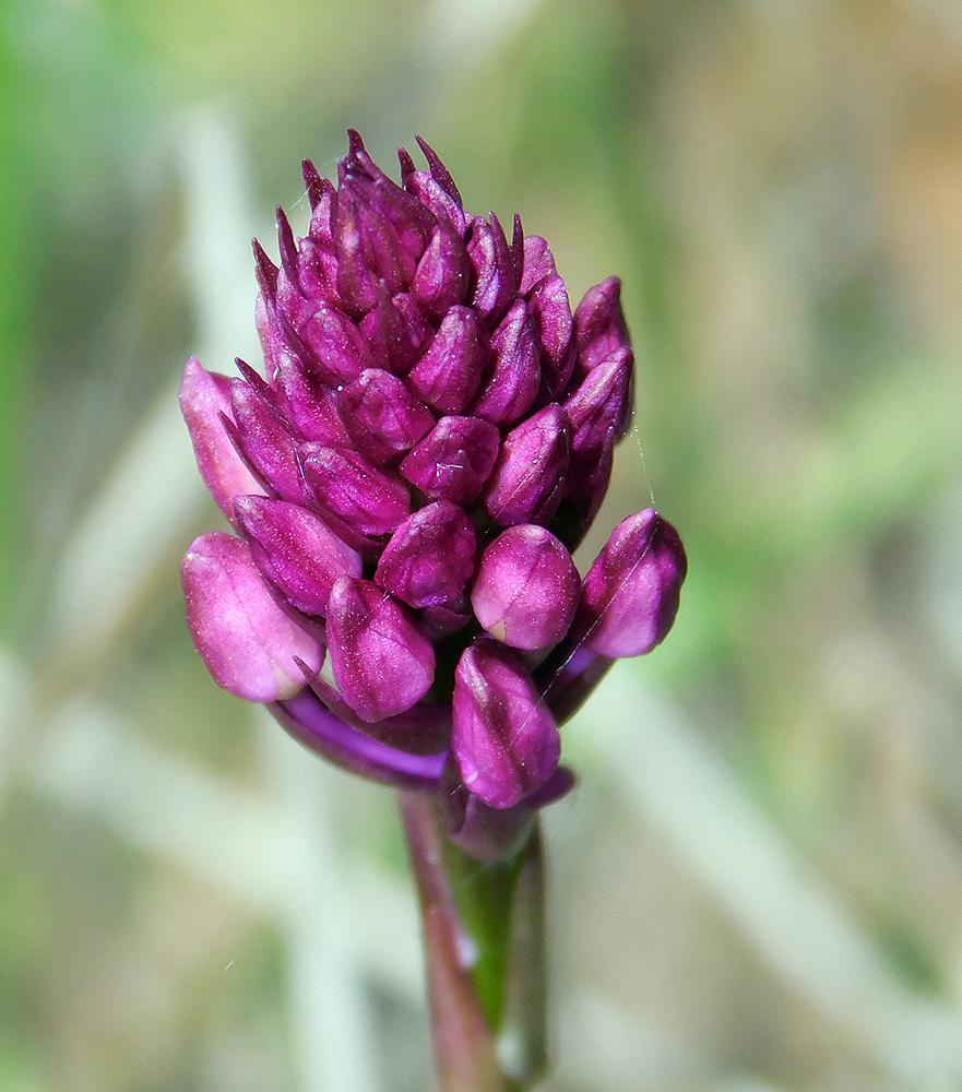 Изображение особи Anacamptis pyramidalis.