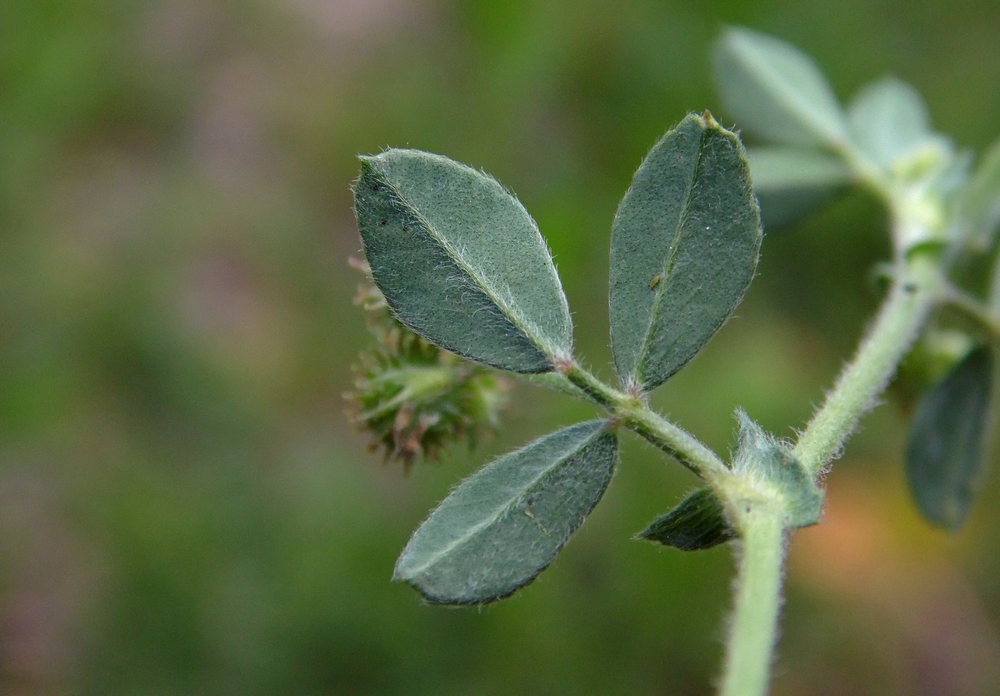 Image of Medicago minima specimen.