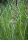Carex
