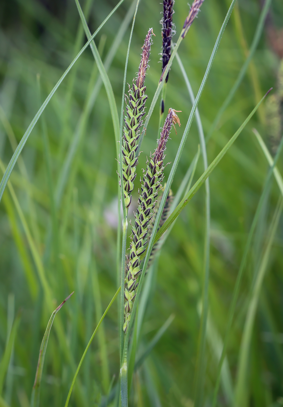 Изображение особи род Carex.