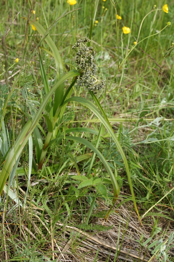 Image of Scirpus sylvaticus specimen.