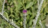 Cousinia platylepis