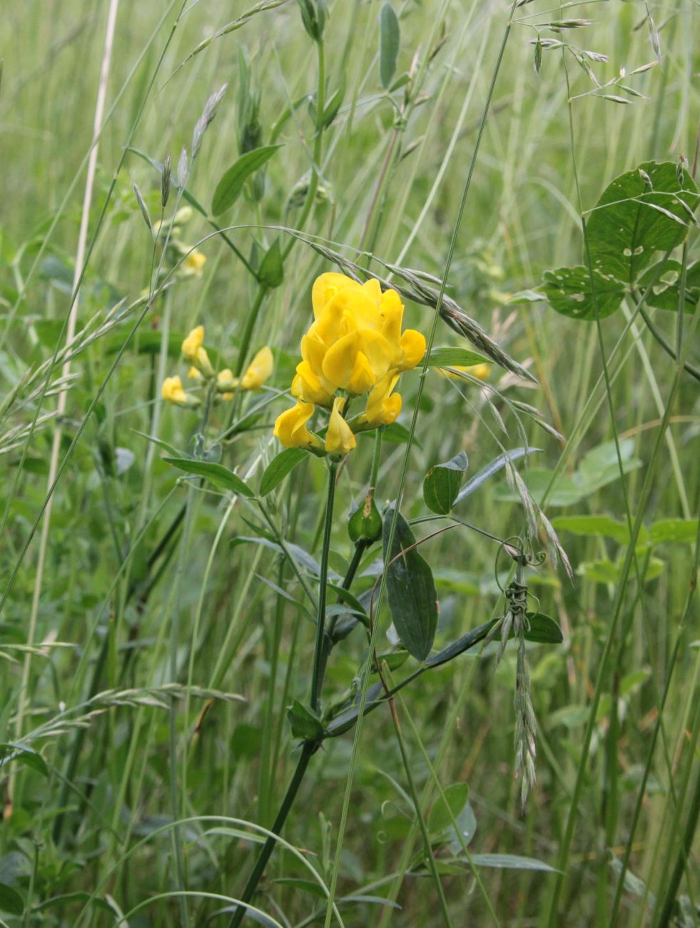 Изображение особи Lathyrus pratensis.