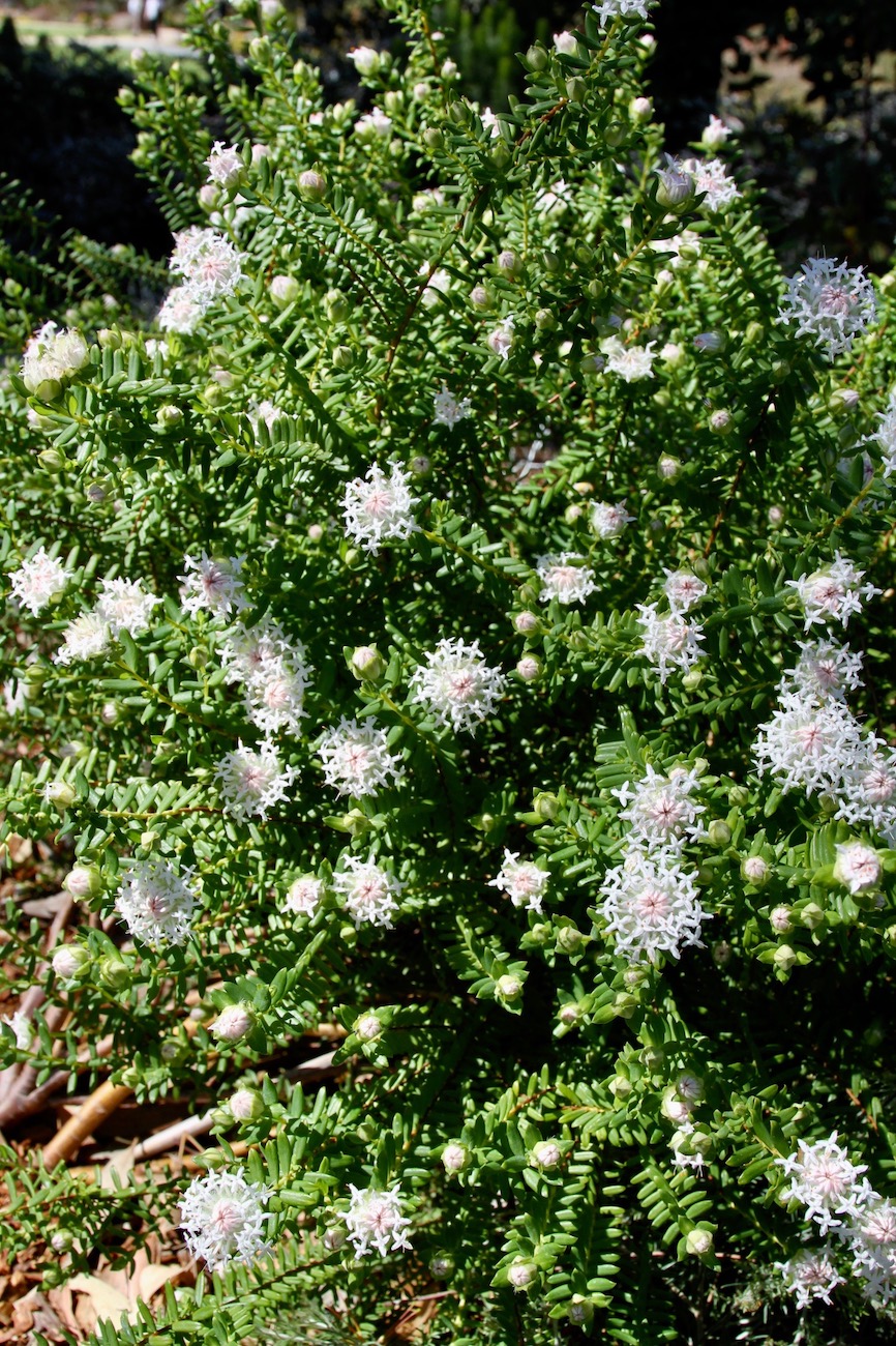 Image of Pimelea ciliata specimen.