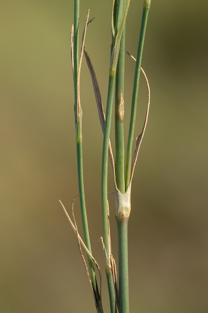 Изображение особи Dianthus pallens.