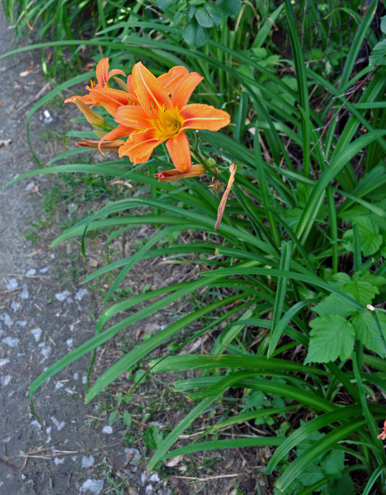 Image of Hemerocallis &times; hybrida specimen.