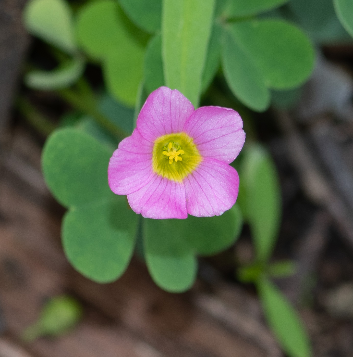 Image of Oxalis purpurascens specimen.