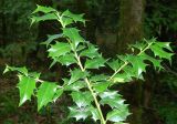 Ilex colchica. Верхушка ветви. Краснодарский край, городской округ Сочи, мкр-н Хоста, восточный склон горы Ахун, реликтовая тисо-самшитовая роща. Июль 2020 г.