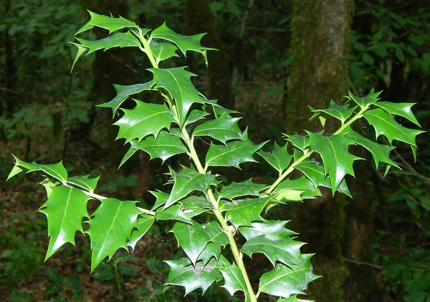 Image of Ilex colchica specimen.